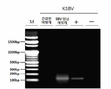 병성감정 시료 중 PCR을 이용해 SBV 양성으로 판명된 꿀벌 유충 시료 선정