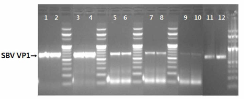 cDNA합성조건에 따른 DNA 증폭산물 (dsVP1 596bp)