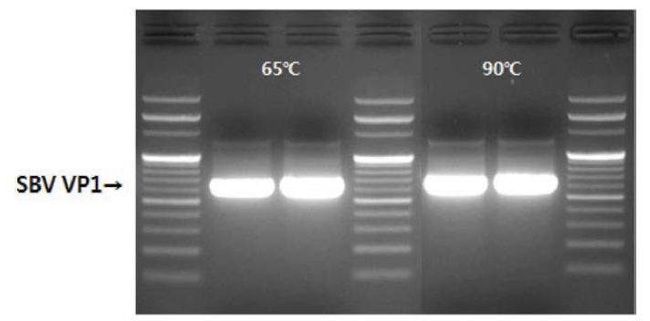 T7VP1 DNA 증폭산물