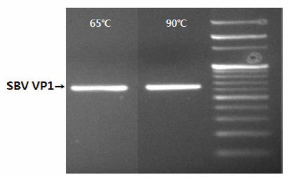 dsVP1 증폭산물 elution 결과