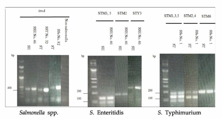 PCR을 이용한 살모넬라 동정. SE, S. Enteritidis ATCC 13076; ST, S. Typhimurium ATCC 14028; SSE, S. Enteritidis 의심주; SST, S. Typhimurium 의심주; SSs, 기타 Salmonella 속균