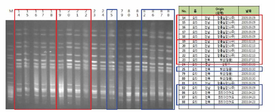 오리 유래 살모넬라의 PFGE 결과. 오리에서 분리된 Salmonella Typhimuriinn 19개 균주에 대해 PFGE 패턴을 분석한 결과, 분리시기와 지역의 차이에도 불구하고 동일한 PFGE 패턴을 확인 할 수 있었음(붉은색, 파랑색)