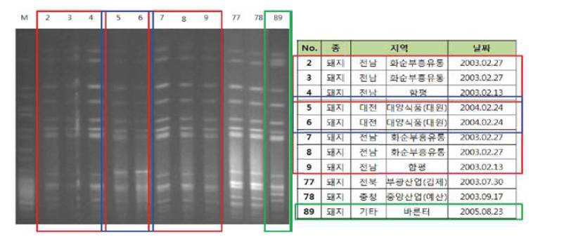 돼지 유래 살모넬라의 PFGE 결과. 돼지에서 분리된 Salmonella Typhimurium 11개 균주에 대해 PFGE 패턴 분석결과, 분리시기와 지역 차이에도 불구하고 동일한 PFGE 패턴을 확인 할수 있었음(붉은색, 파랑색)