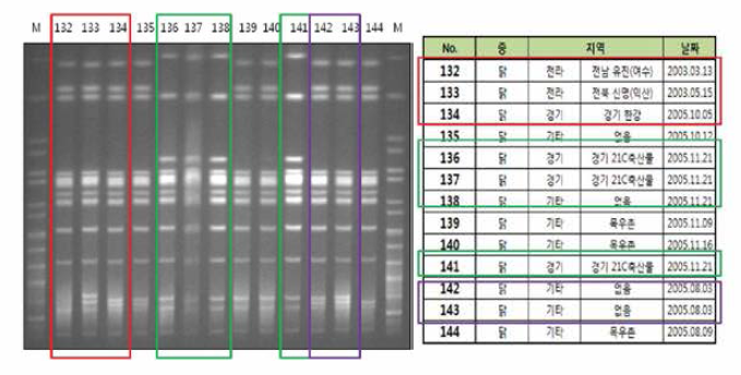 닭 유래 살모넬라의 PFGE 결과. 닭에서 분리된 Salmonella Enteritidis 13개 균주에 대해 PFGE 패턴을 분석한 결과 분리시기, 지역 차이에도 불구하고 동일한 PFGE 패턴을 확인 할 수 있었음 (붉은색)