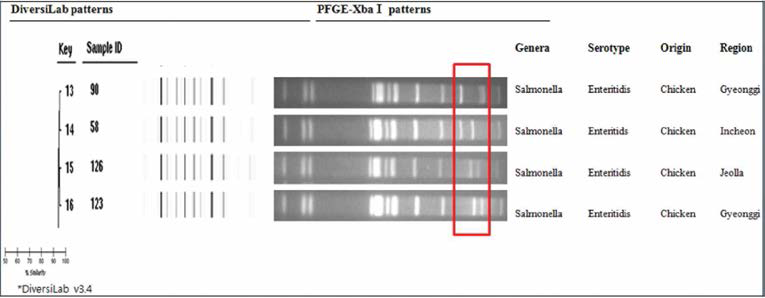 살모넬라에서 DiversiLab system과 PFGE 비교 실험결과. 닭에서 분리된 Salmonella Enteritidis 균주에 대한 DiversiLab과 PFGE를 비교한 결과, 분리지역에 따라 PFGE가 우수한 변별력을 나타내었음