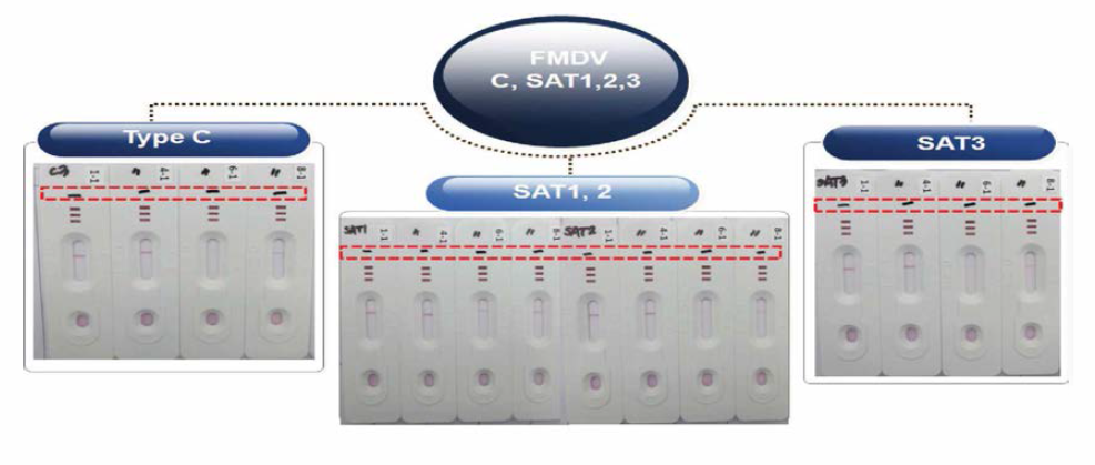 1, 4, 6, 9 Pair set에 대한 FMDV Serotype C, SAT1,2,3에 특이성 조사