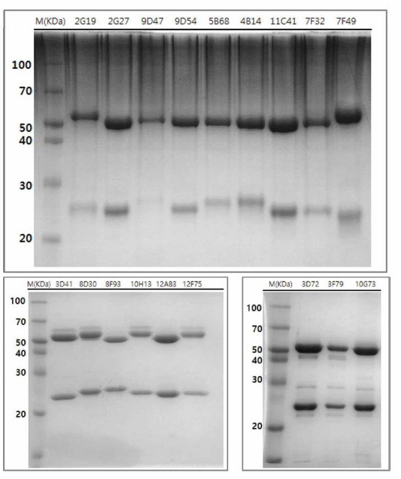 protein G affinity column을 통해 정제된 단클론항체 18종의 SDS-PAGE 결과