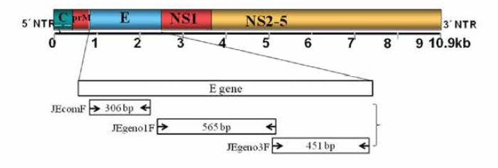 The amplification sites of JEV gene for multiplex RT-PCR in JEV full genome