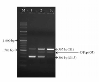 Setting up annealing temperature to optimize temperature condition for detection of JEV genotypes. Three annealing temperature conditions (lane 1: 50° C, lane2： 57° C，and lane 3:62° C) were applied to the multiplex RT-PCR assay and annealing temperature at 57° C turned to be reliable for detection of two JEV genotypes