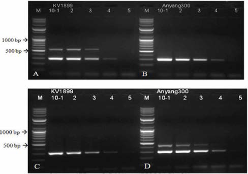 Sensitivity of the specific primer sets for detection of genotypes of JEV. Differential RT -PCR between JEV G1 and G3 (A, B, C and D). Sensitivity of primer sets for common and genotypes was set up based on the annealing temperature. M; 100 bp DNA ladder, lane 1; 10-1dilution, lane2; 10-2dilution,lane3; 10-3dilution,lane4; 10-4dilution,lane5; 10-5dilution