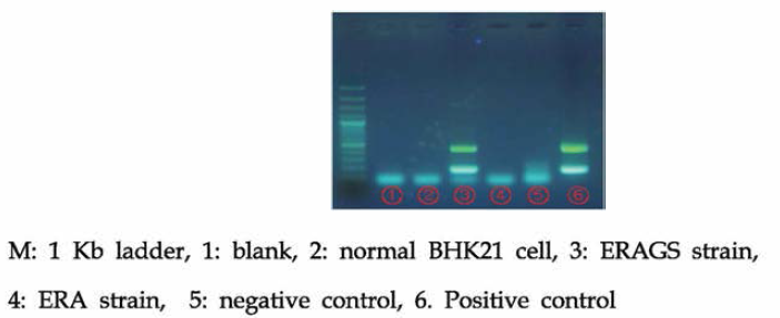 증식한 바이러스가 ERAGS strain 인지 확인하는 유전자 감별 kit 적용