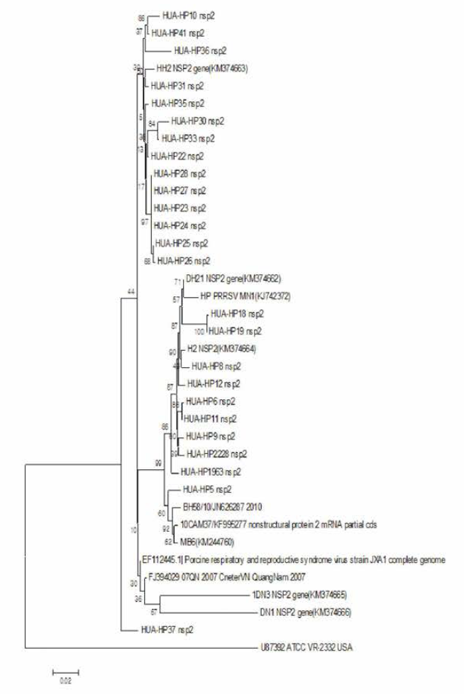 Phylogenetic tree based on a partial nucleotide sequence of ORFla corresponding to the NSP2 coding region of the 25 Vietnamese HP-PRRS strains and a related reference virus. The phylogenetic tree was constructed by the neighbor joining method using the maximum composite likehood model