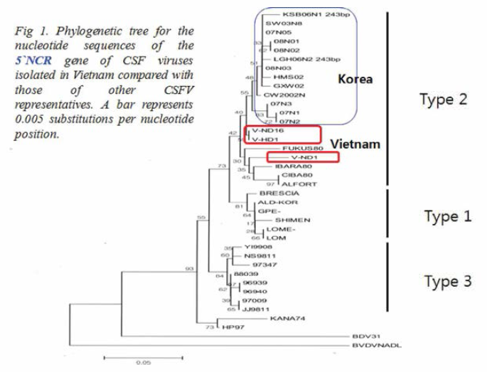 Phylogenetic tree for the nucleotide sequences of the 5´NCR gene of CSG viruses isolated in Vietnam compared with those of other CSFV representatives. A bar represents 0.005 substitutions per nucleotide position