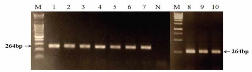 베트남 분리 시료 PRRSV PCR 결과 * M: 1Kb DNA ladder (INtRON Biotechnology), N: negative control * No. of lane: No. of sample