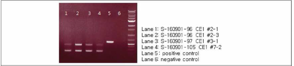 S-160901-96, 97, 105 conventional RT-PCR (SIV NF kit) 결과 [결과 판독; 인플루엔자 A 바이러스 M 유전자 size: 224bp, 신종인플루엔자 M 유전자 size: 452bp]