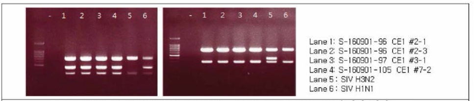S-160901-96, 97, 105 HA subtyping, PA, M 유전자 결과 [결과 판독; 돼지 유래 PA 유전자 size: 719bp, M 유전자 size: 288bp, swine HI 유전자 size: 435bp, swine H3 유전자 size: 395bp]