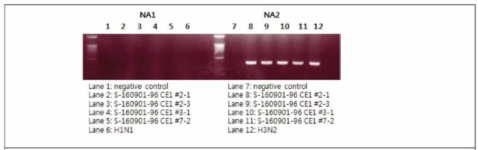 S-160518-11 NA subtyping 결과 : NA2 유전자 포함