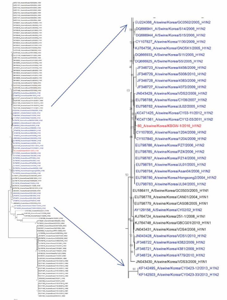 국내 SIV HA 유전자 118건에 대해 Maximum Likelihood 방법을 이용한 phylogenetic analysis 분석 결과, 파란색 국내 H1N2 분리주，붉은색 2016년도 H1N2 분리주 [Maximum likelihood method based on the HKY+G+I model, MEGA6.0]