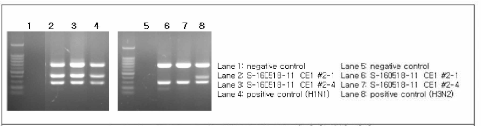 S-160518-11 (CE1) PA, M, HA 유전자 증폭 결과 [결과 판독; 돼지 유래 PA 유전자 size: 719bp, M 유전자 size: 288bp, swine HI 유전자 size: 435bp, swine H3 유전자 size: 395bp]