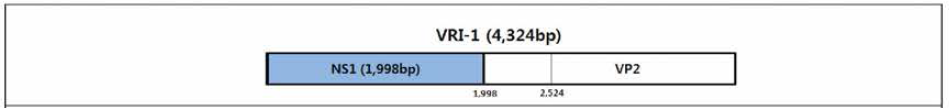 PPV VRI-1 virus genome structure