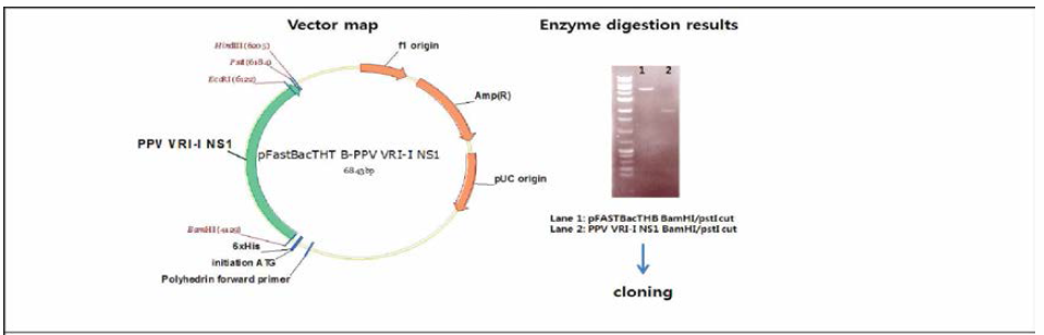 PPV-NS1 expression using the baculovirus system (pFastBacHTB vector)