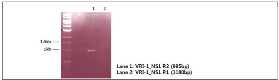 PPV VRI-I NS1 reconstruction (NS1 p1/p2)