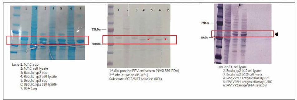 Western blot for Baculovirus VRI-I VP2 expression