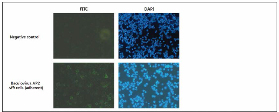 Indirect fluorescence assay (IFA) - Baculovirus PPV VRI-I VP2 in SF9 cells