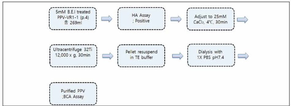 CaCl2 및 ultracentrifuge를 통한 porcine parvovirus 농축 및 정제 개요