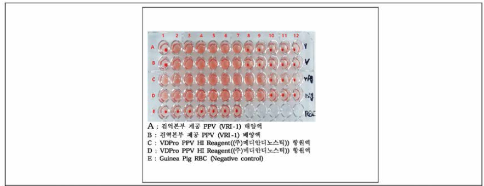 HA(Hamagglutination Assay) 를 이용한 PPV VRI-I 주의 혈구응집능 확인