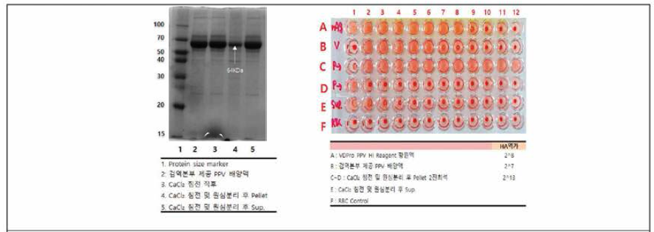 CaCl2 침전 및 ultracentrifuge 전후 SDS-PAGE 및 HA 결과 (32배 상승)