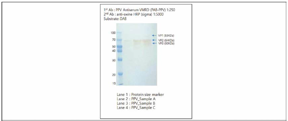 농축 정제된 PPV(VPI-I)의 western blotting 결과