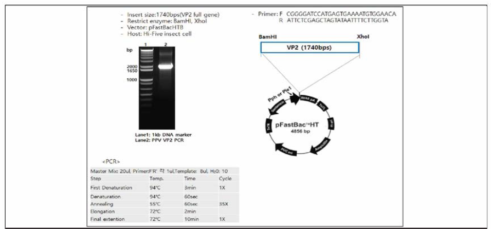 PPV VP2 유전자 증폭 및 clone 작성，pFastBac HT vector