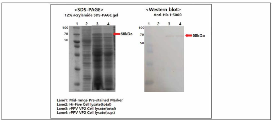 PPV VP2 단백질 발현 (Baculovirus expression system- Hi-Five cell)