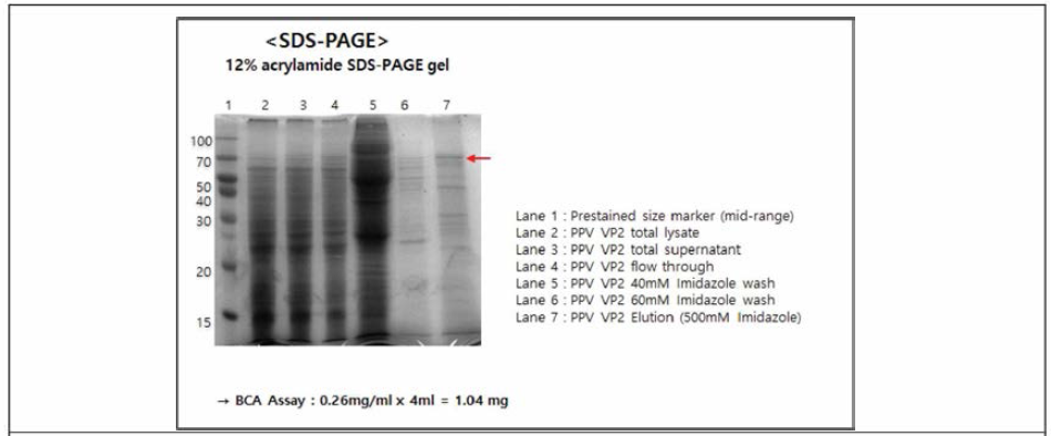 PPV VP2 단백질 정제 (Ni-column)