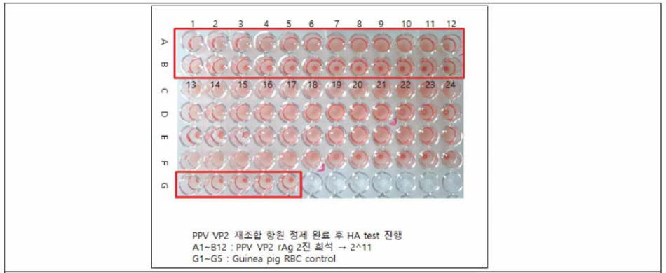 정제된 재조합 VP2 단백질의 혈구응집능 평가, 211HAU 확인