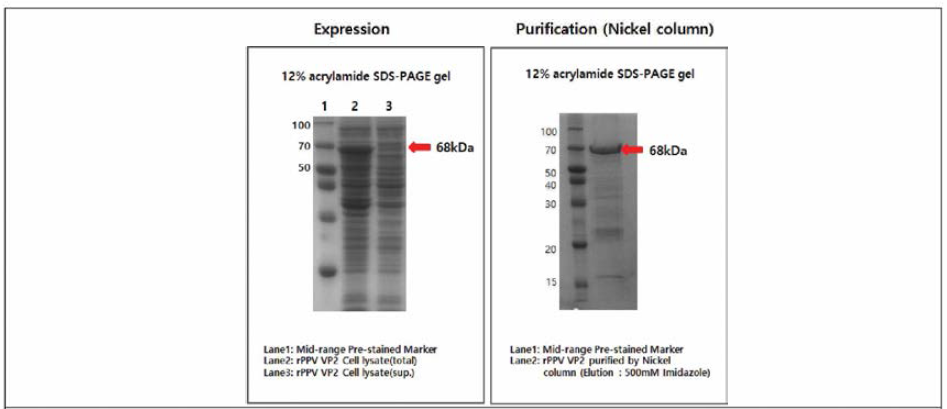 E.coli system을 이용한 단백질 발현 및 정제