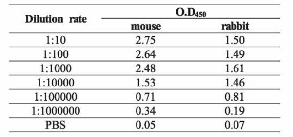 혈청 antibody titration 결과 (mouse, rabbit 제작 항혈청)