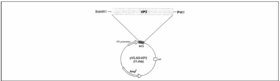 Recombinant PPV VRI-I VP2 in pVL93(Kim, BH, 1993)