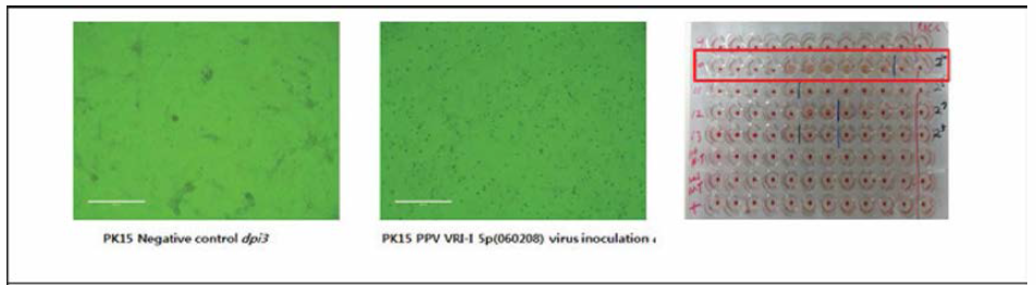 PPV VRI-I의 PK-15에 배양 후 세포변성효과 (CPE) 확인 및 HA 역가 측정