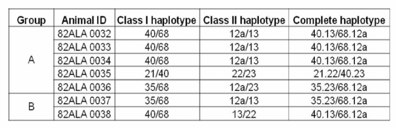 돼지 그룹별 SLA Class I&II haplotype typing