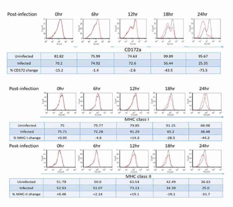 magnetofection 후 시간 별 MHC class I, II 및 CD172a 발현 변화