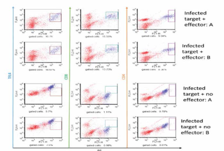 MHC down-regulated macrophages still presented epitopes to CD4+ and CD8+ T-lymphocytes