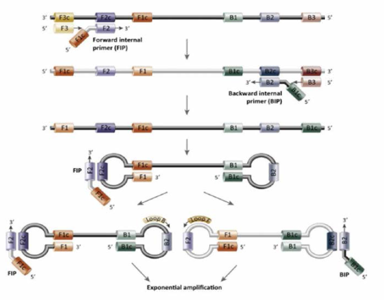 Loop mediated isothermal amplification principle