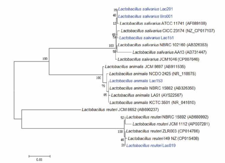 Dendrogram constructed with 16S rRNA sequences from Lactobacillus reference strains and five novel candidate probiotic strains using the neighbor-joining (NJ) method with 1000-bootstrap replicates using MEGA 6. Candidate probiotic Lactobacillus strains were indicated in blue