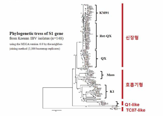 국내분리 닭전염성기관지염 바이러스 유전형 분류결과