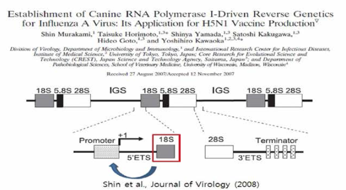 Kawaoka 연구팀의 Canine RNA polymerase I promoter 탐색 기법