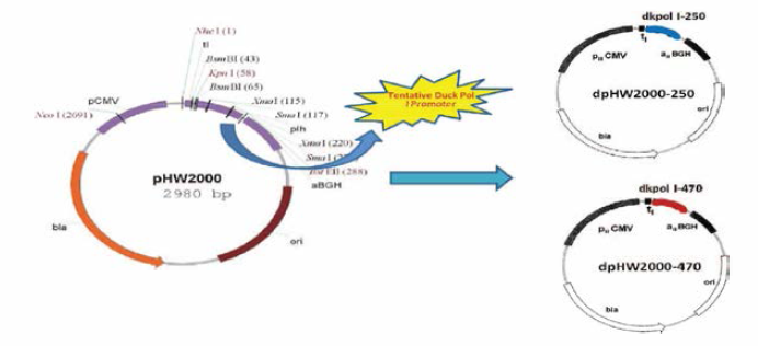 Polymerase I promoter 부위가 치환된 조류 유래 벡터 모식도