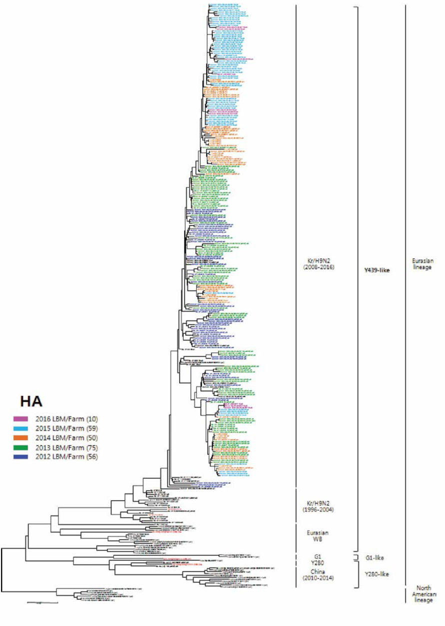 H9N2 분리주 HA 유전자의 phylogenetic tree 분석결과