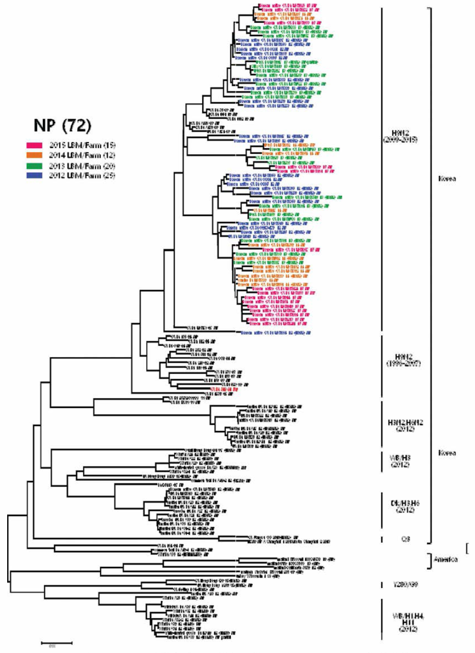 H9N2 분리주 NP 유전자의 phlogenetic tree 분석결과